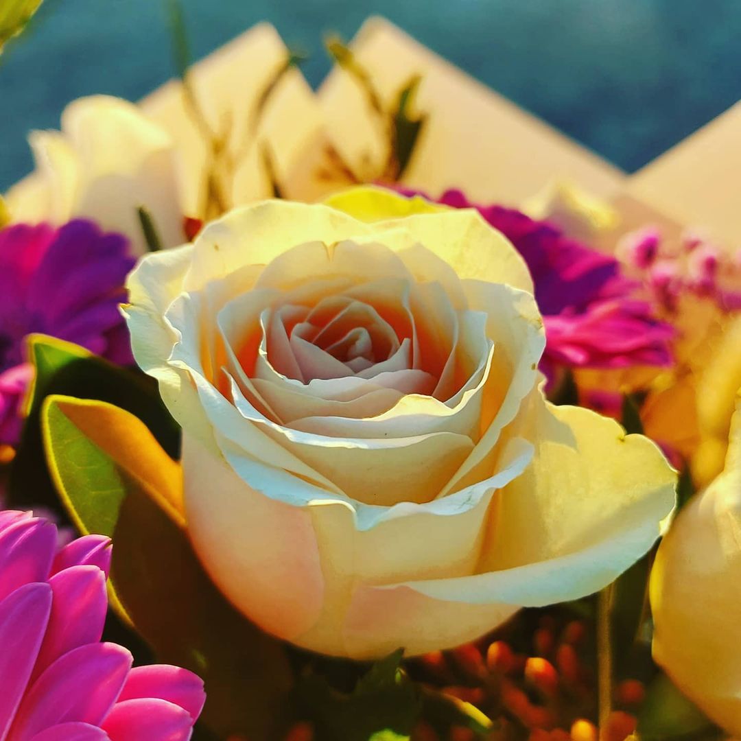 Ten easy tips for protecting your plants from the Canberra winter The Owl