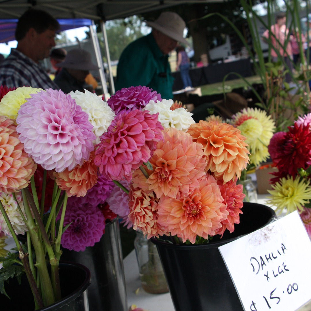 A vase of dahlia flowers atop a white table. A white sale sign sits up on the vase. In the background, people are talking to customers and handling money.