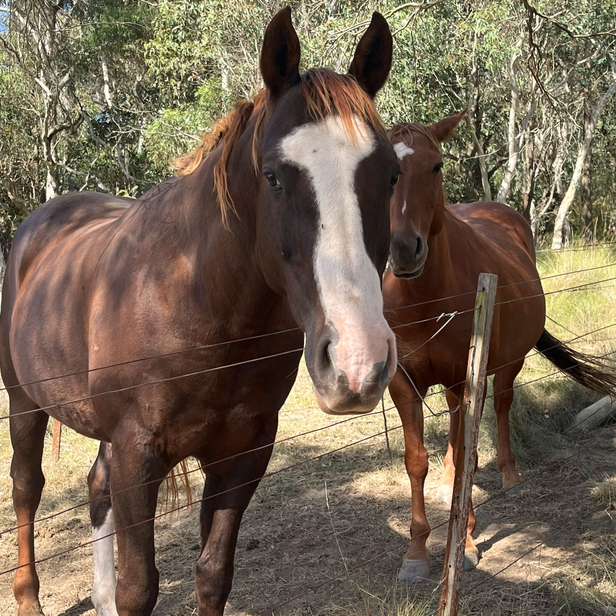 Two horses look at the camera as they stand near the edge of a fence in a bushland paddock. 