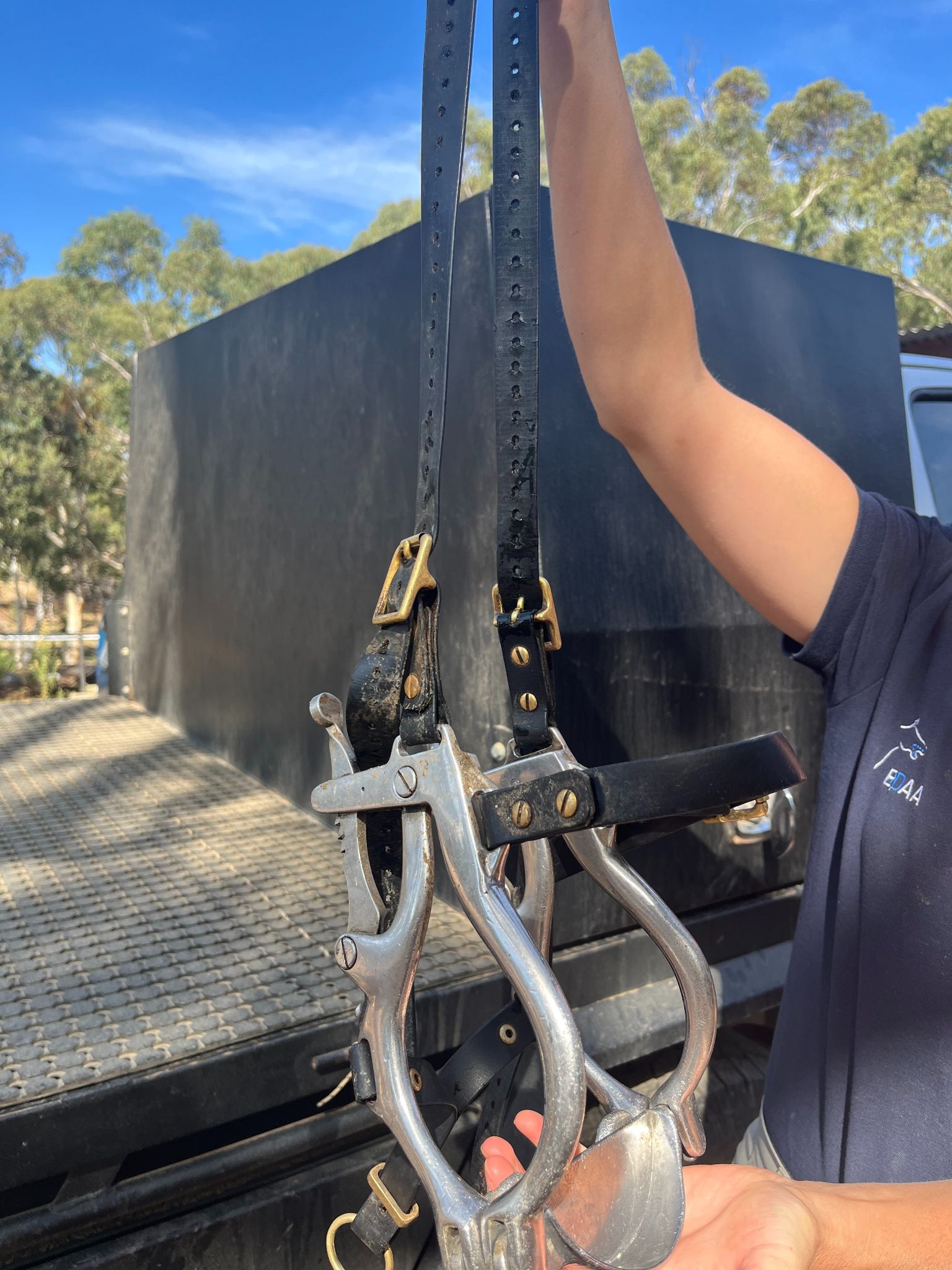 Two hands hold up a metal gag with leather straps, used to keep a horse's mouth open with dental procedures are performed on them. 