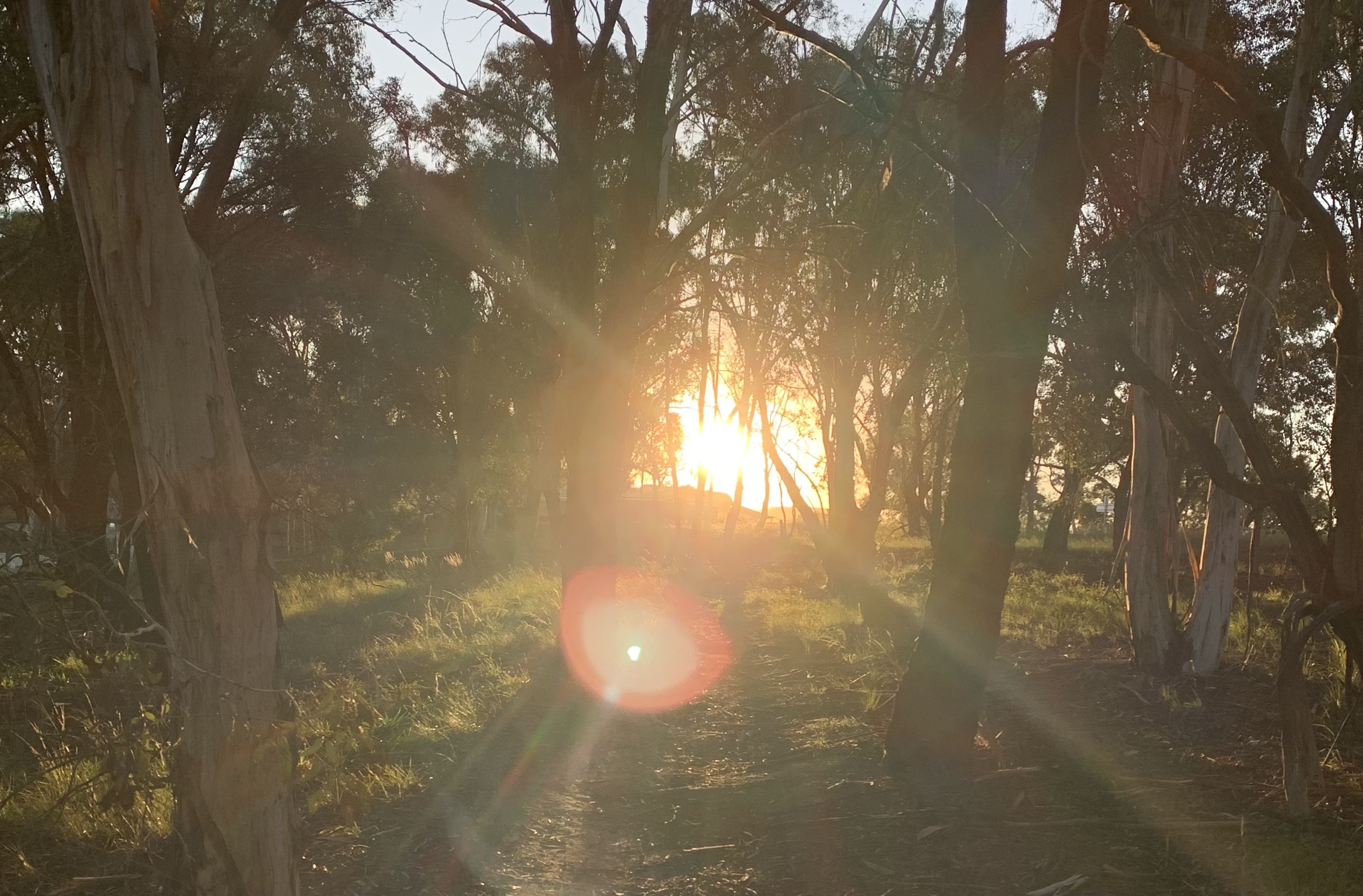 Autumn trees at sunset.