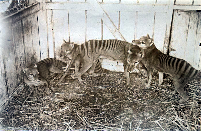 A balck and white photo of a family of thylacines in a enclosure with hay on the ground.