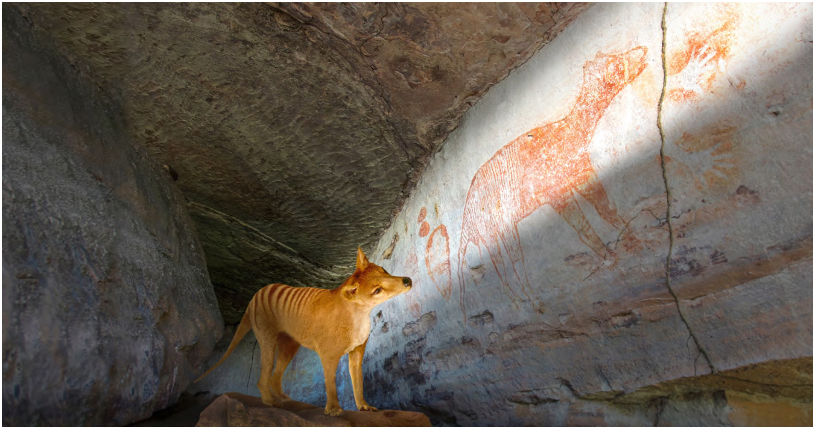 Thylacine looking up at an ancient roack drawing An illustration of a thylacine, looking up at an ancient rock drawing in red ochre. The rock art and the thylacine are illuminated by a beam ot ligt.