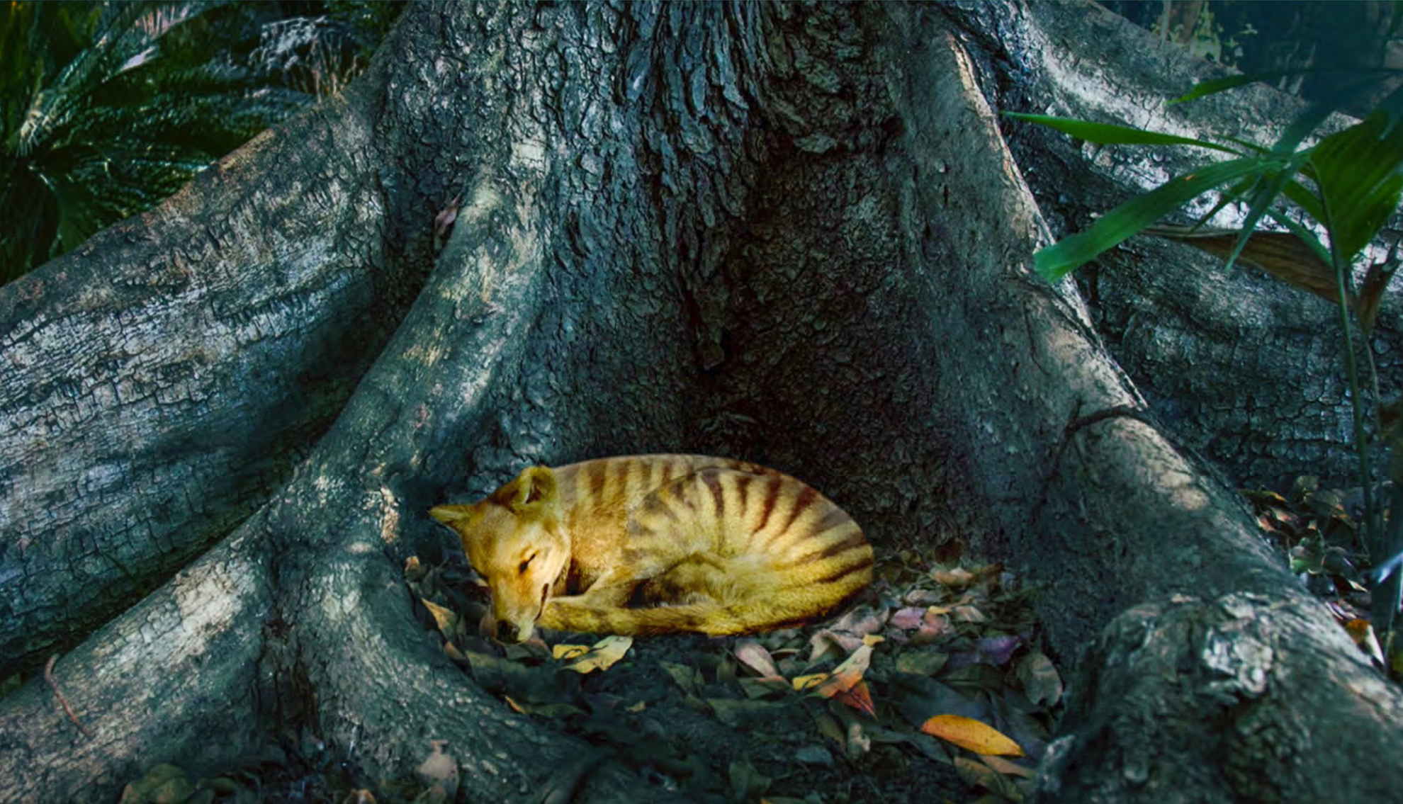 Illustration of a thylacine curled up asleep at the foot of a large tree
