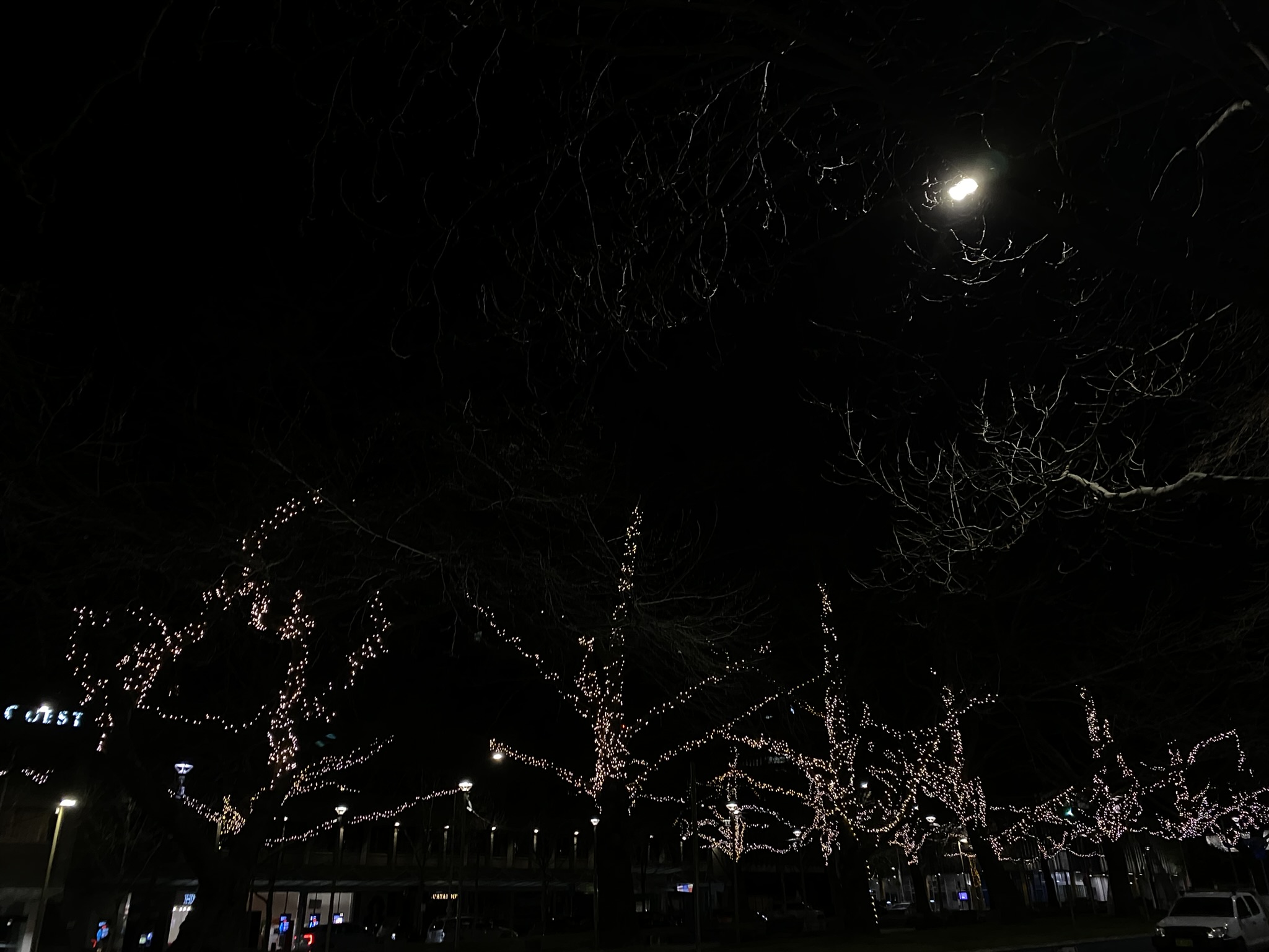 A wide-landscape photo of a line-up of fairy-light adorned trees in Canberra's CBD. The night sky and surroundings are completely dark except for the lights from the fairy lights and streetlights. 
