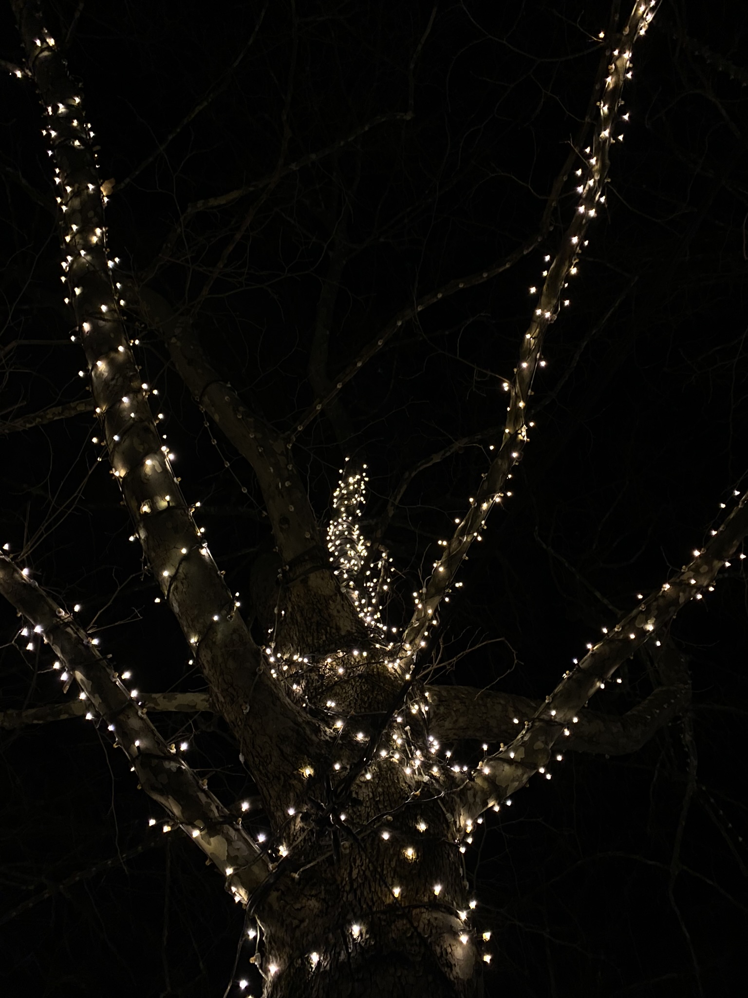 An upward angled photo of a tree in Canberra's CBD, fairy lights adorn the branches of the tree. The night sky in the background is completely dark without any visible stars. Text is overlayed reading, "I see...places that are lit up like Christmas trees at night and there's no one there. It's like why? Why do we do that? Brad Tucker."