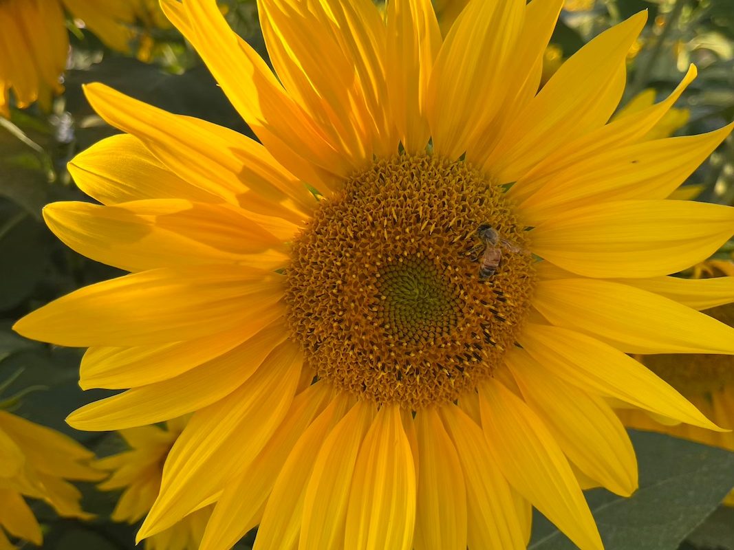 Close-up of a sunflower with a bee collecting nectar in the middle