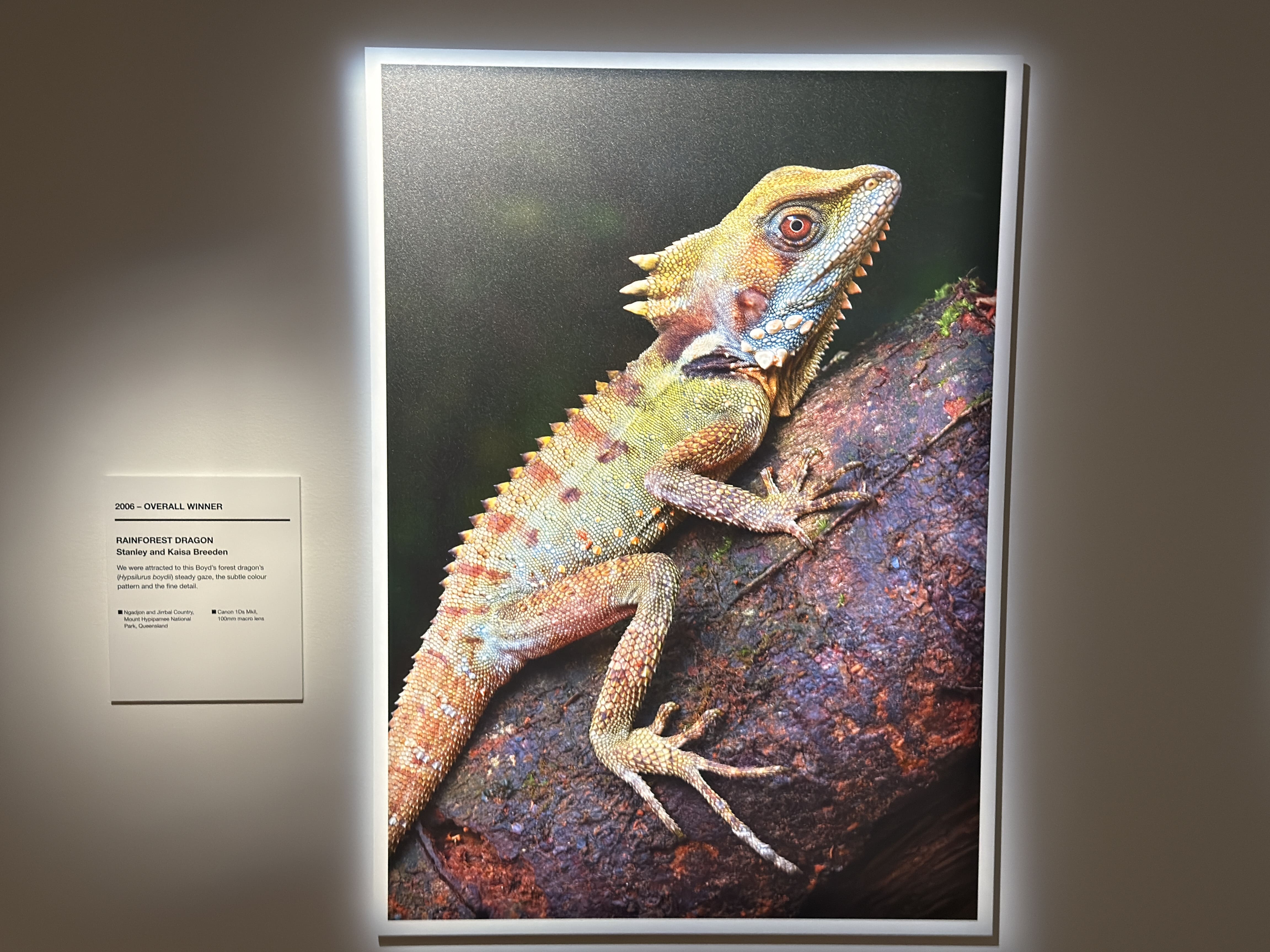 Close-up view of a large chameleon photograph featured as a main photo from the exhibition.