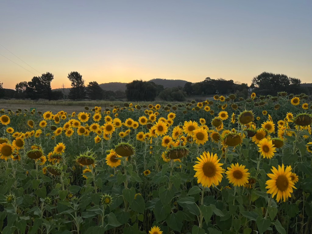 A field of sunflowers at sunset, with hills and trees in the background.