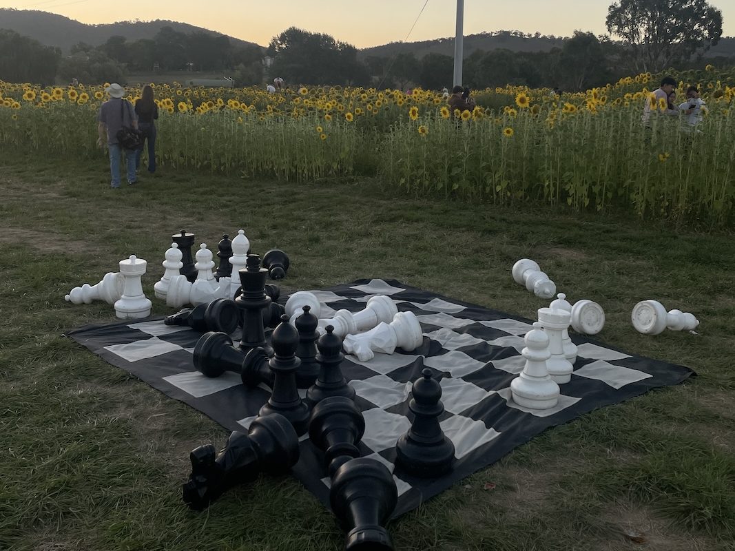 A knocked over giant chess set  on a chess board against a backdrop of sunflowers and people walking in the field