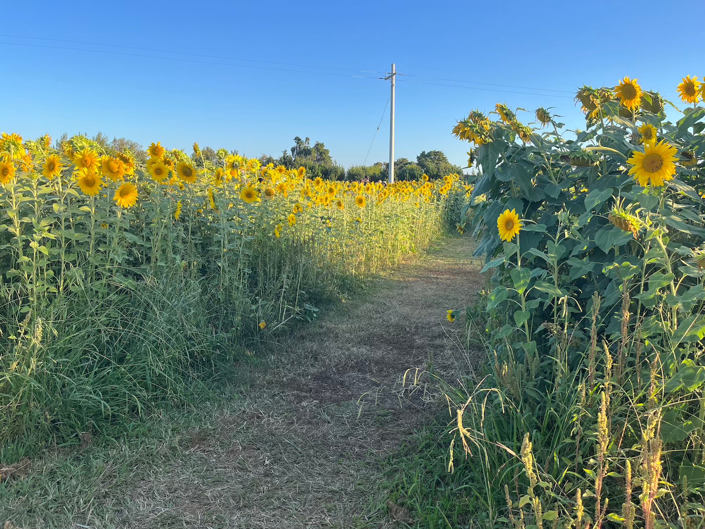Two rows of sunflowers with a cut grass path between them 