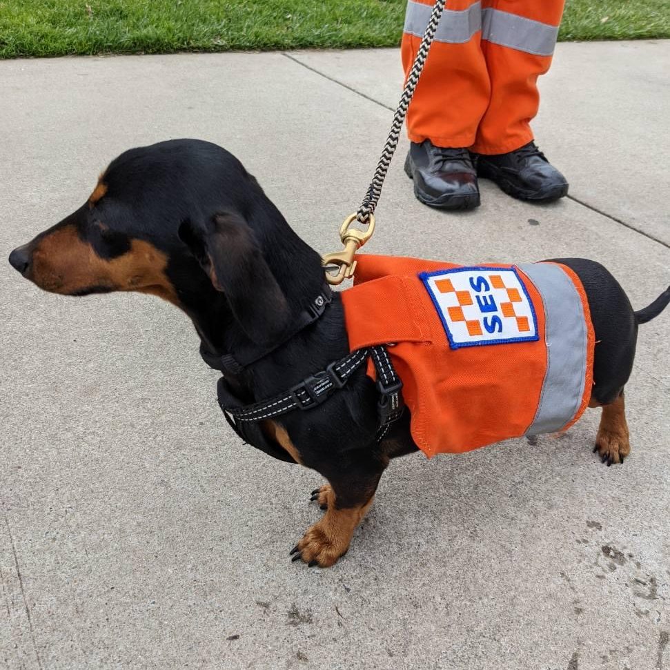 Maddy in her 'unofficial' SES uniform.