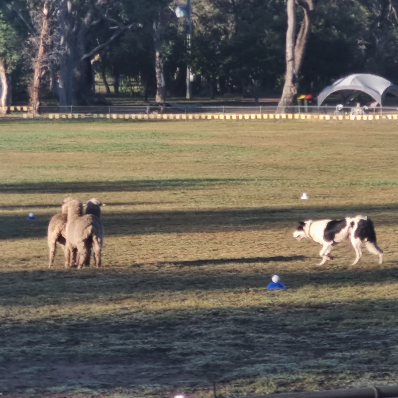 A sheepdog approaching 3 sheep. Beginning its trial run.