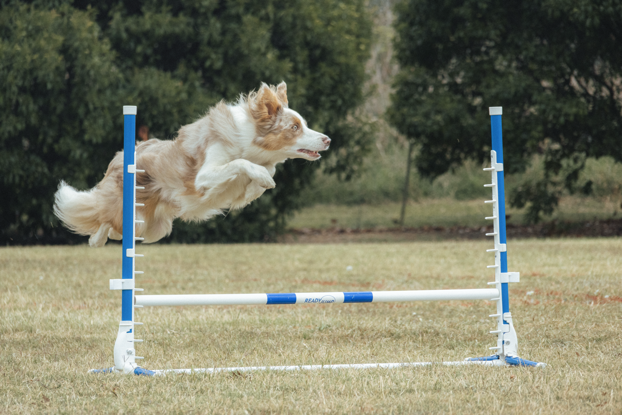 A dog mid leap over a hurdle during the 7Up event.