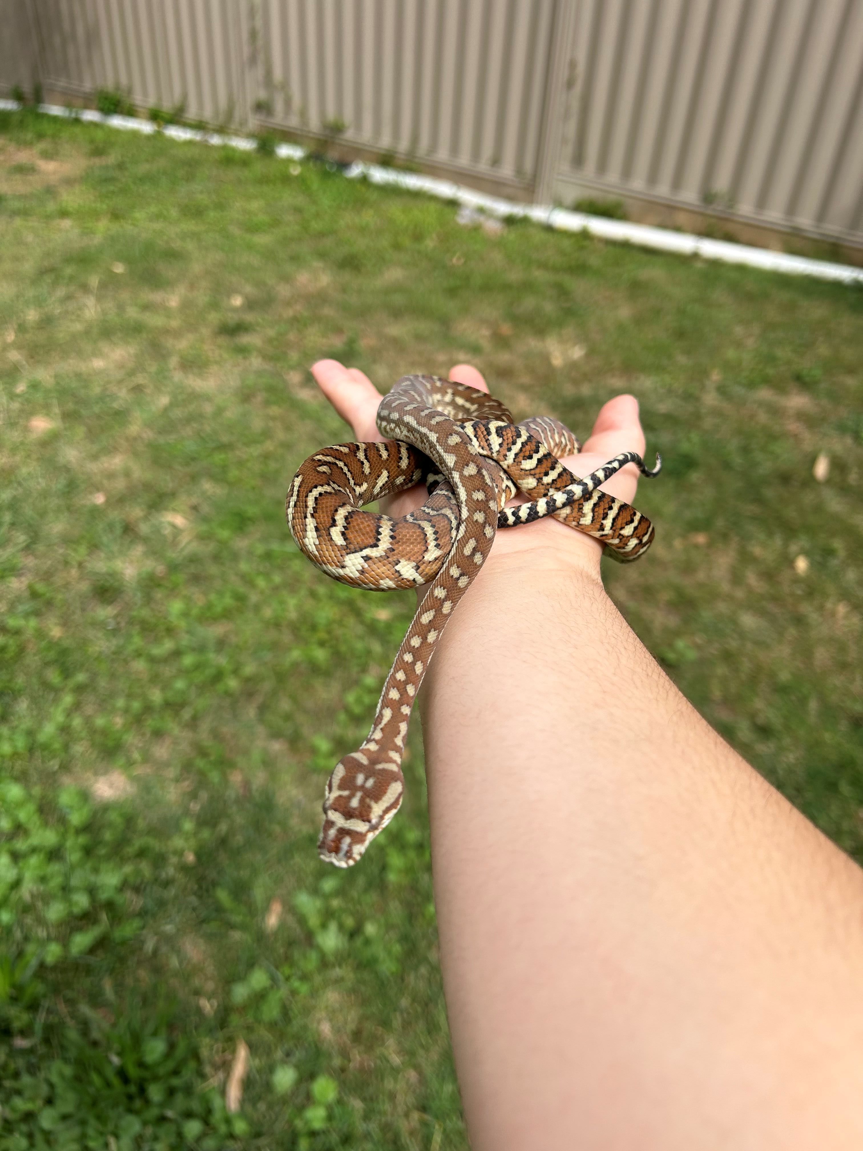 Large striped snake curled in a hand.