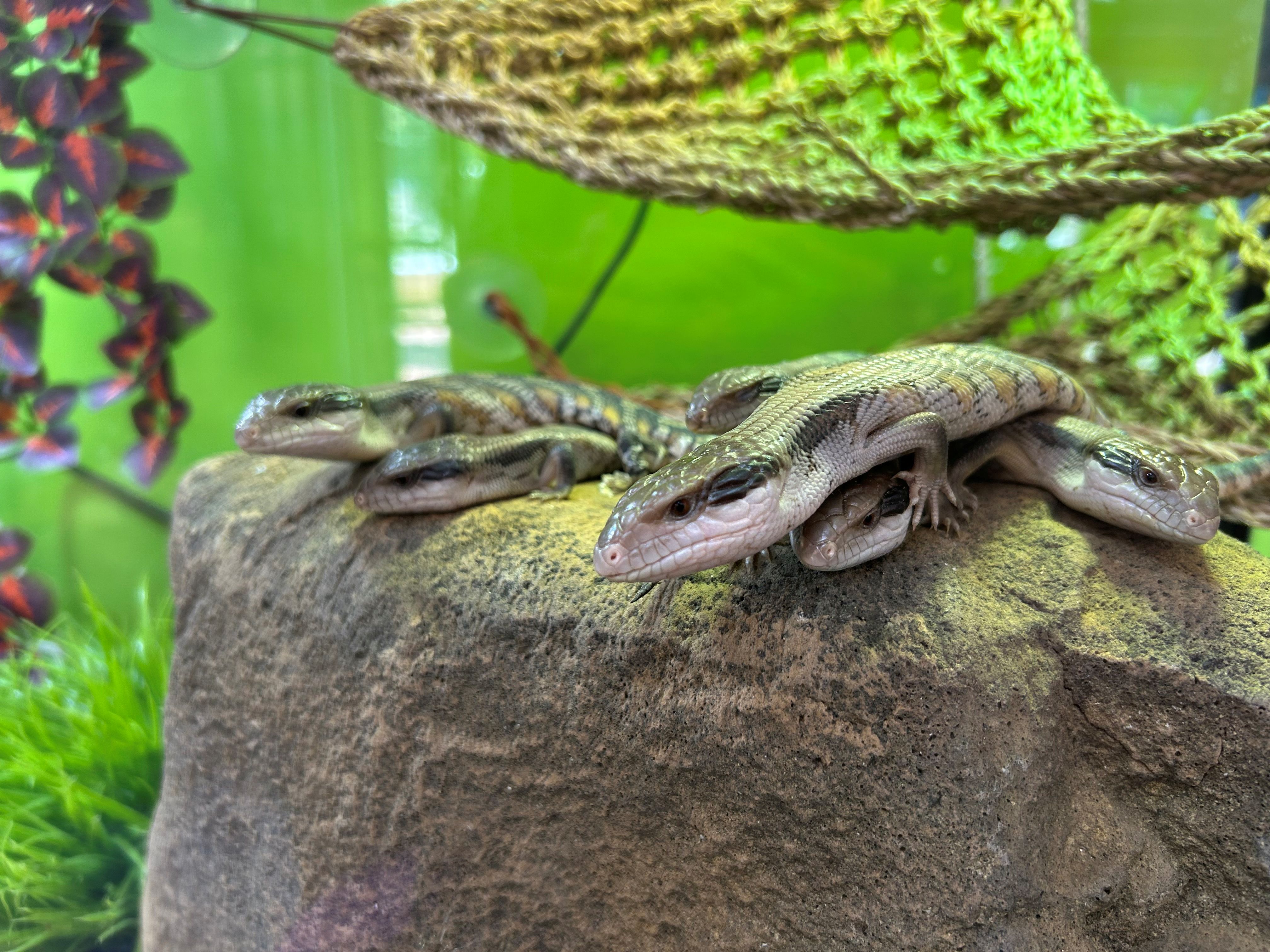 Six baby blue tongue lizards sitting on a rock in an enclosure.