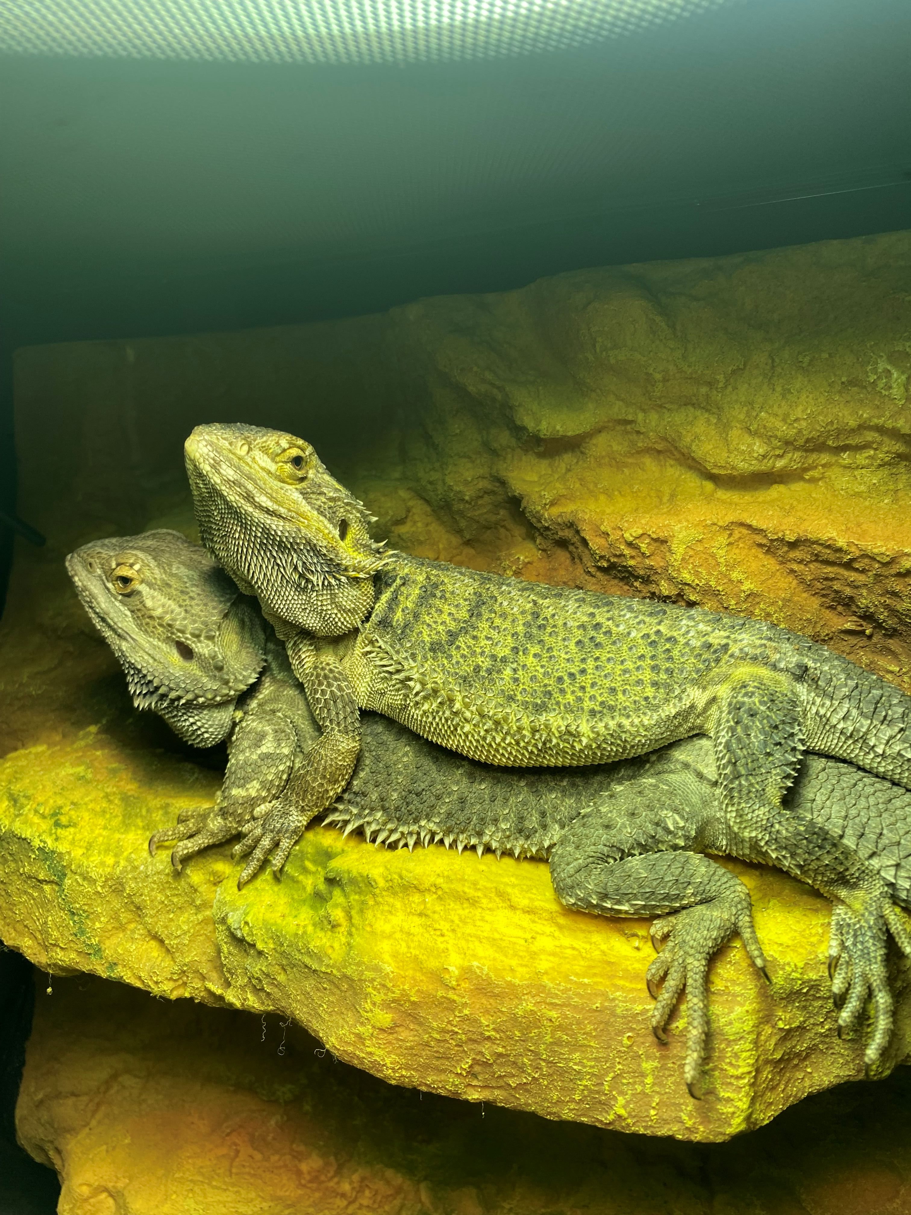 Two large bearded dragons resting on a rock in an enclosure.