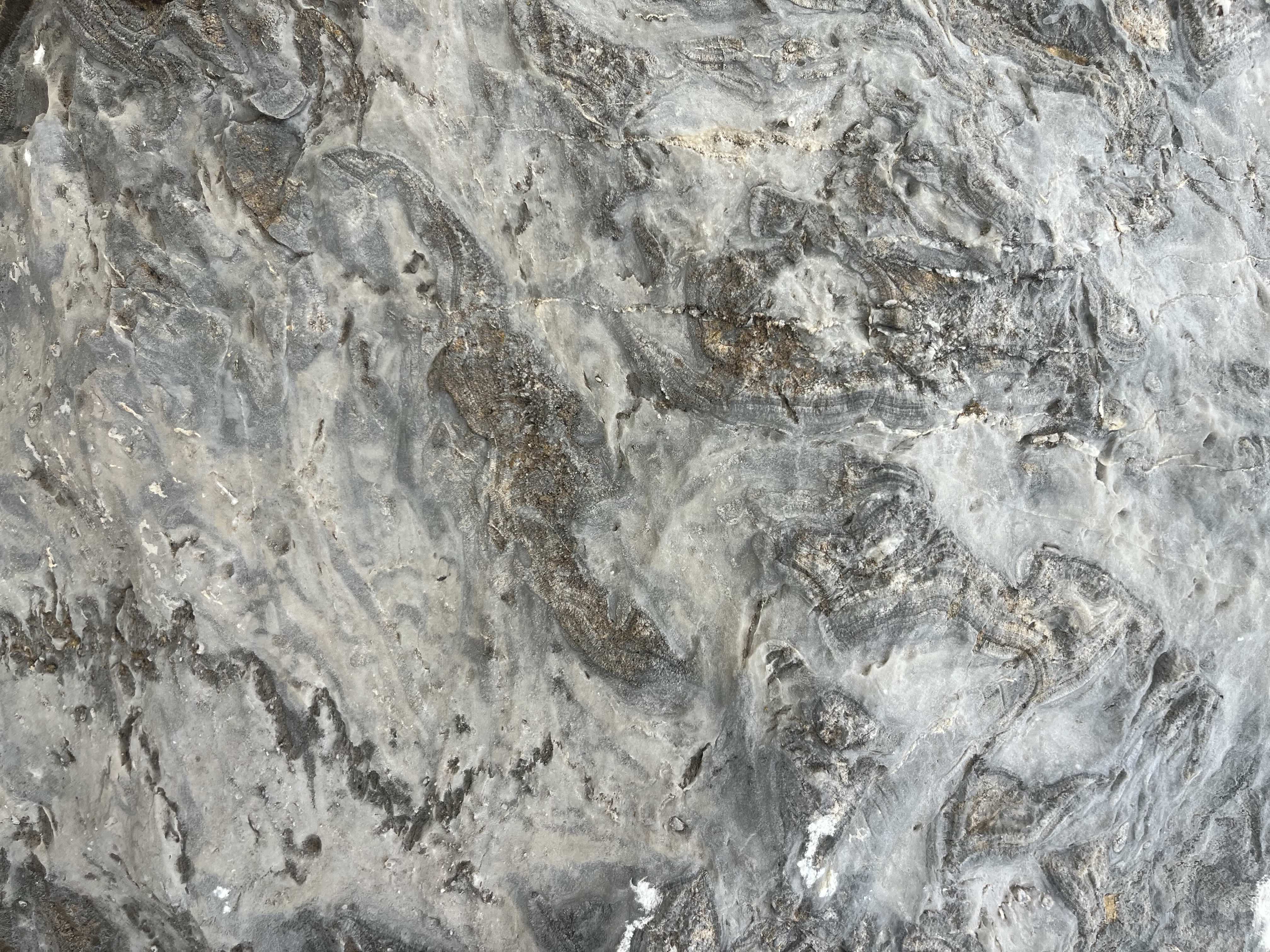 Close up image of fossil features in an exhibit of Canberra limestone.