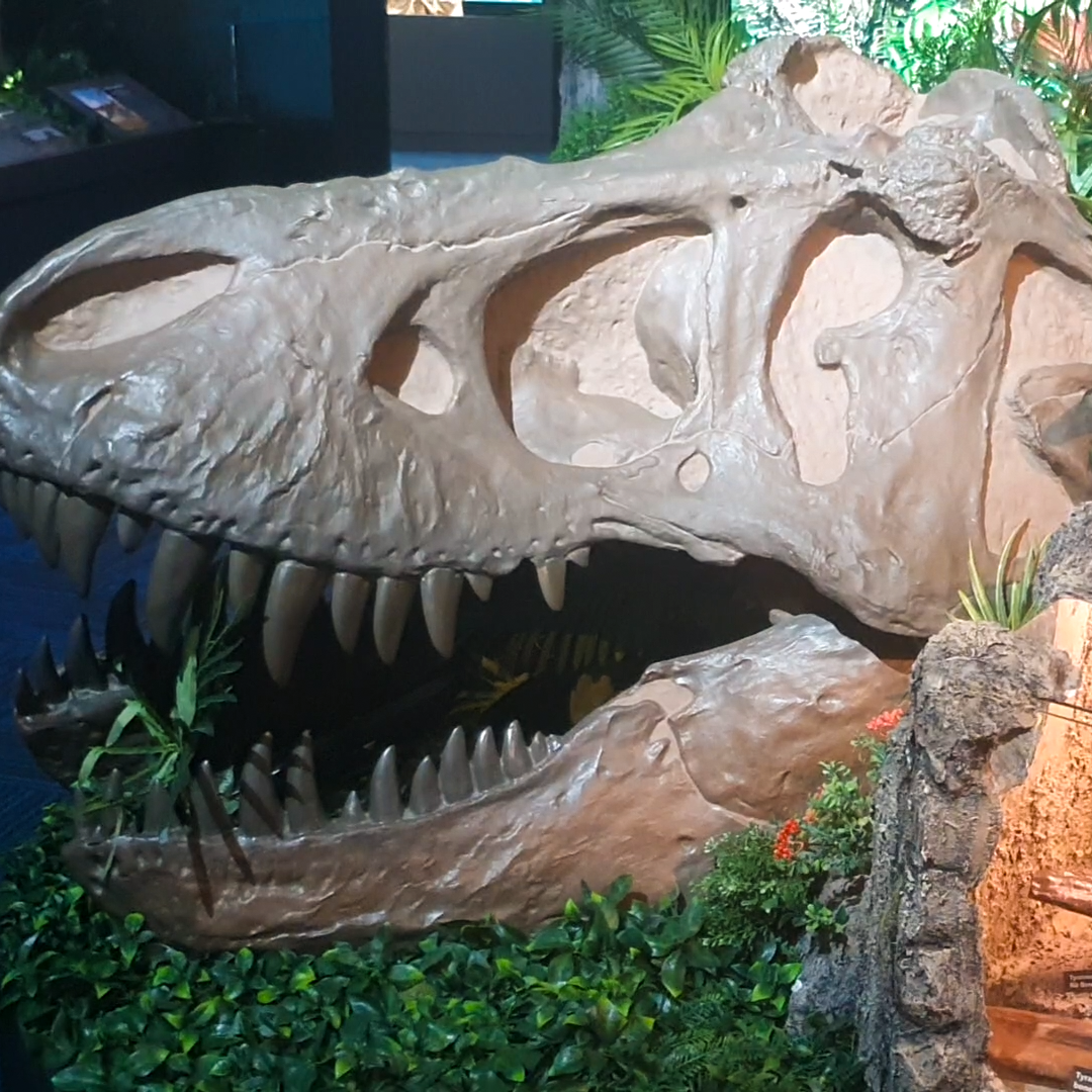 Tyrannosaurus Rex skull display at the National Dinosaur Museum.