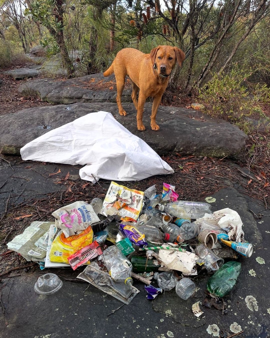 A rubbish cleanup from Tom Hutton on a daily dog walk on his local trails in Manly.