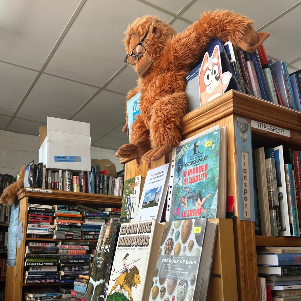 Toy reading monkey displayed on a bookshelf immediately as you enter Canty's bookshop. Intended to be welcoming and set the scene of the store.